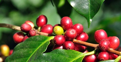 coffee cherry Keopu Kona Coffee farm